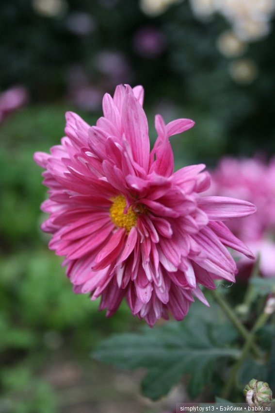 Осень, октябрь, пора хризантем (фото 2)