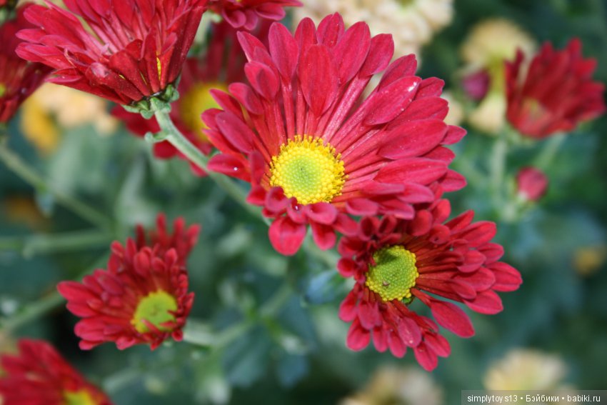 Осень, октябрь, пора хризантем