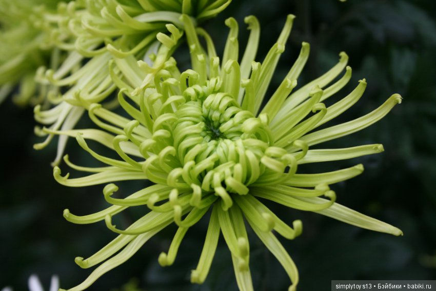 Осень, октябрь, пора хризантем