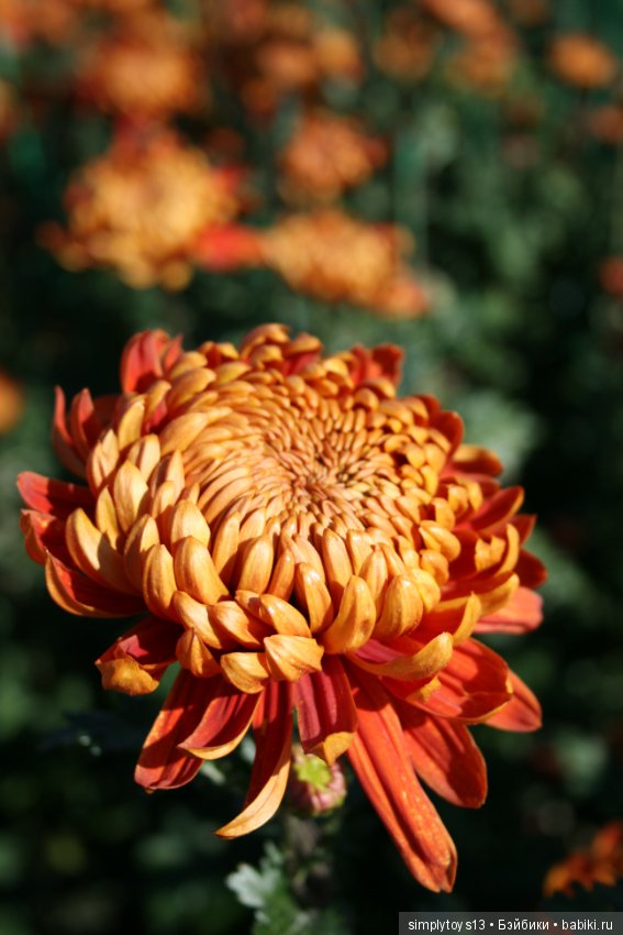 Осень, октябрь, пора хризантем