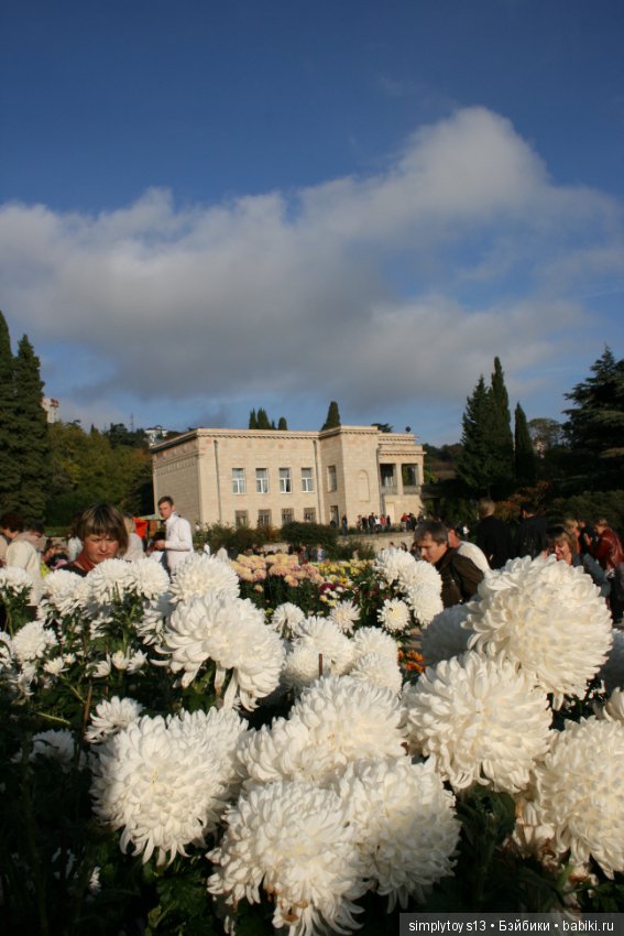 Осень, октябрь, пора хризантем