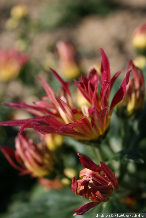 Осень, октябрь, пора хризантем