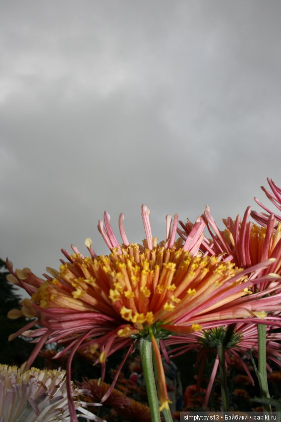 Осень, октябрь, пора хризантем