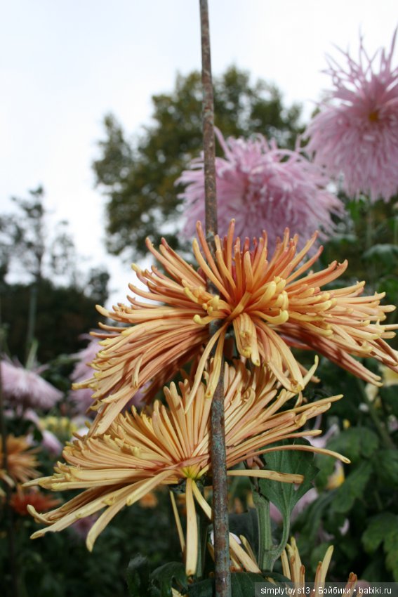 Осень, октябрь, пора хризантем