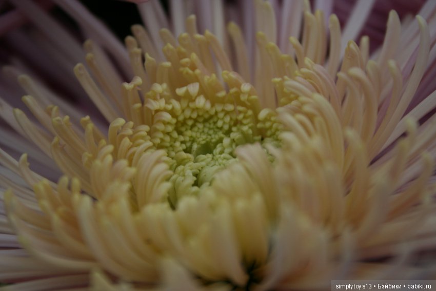 Осень, октябрь, пора хризантем