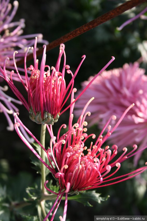 Осень, октябрь, пора хризантем