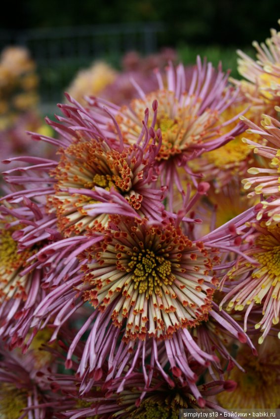 Осень, октябрь, пора хризантем (фото 6)