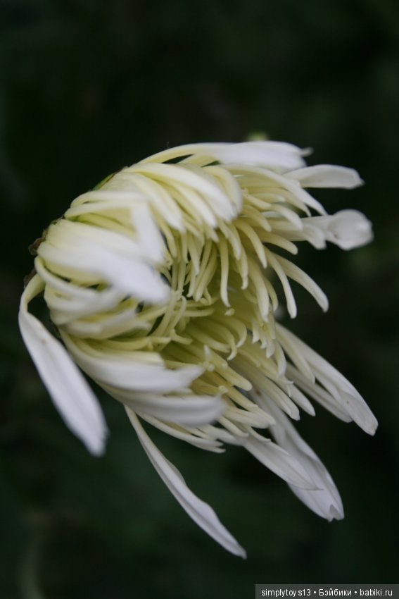 Осень, октябрь, пора хризантем