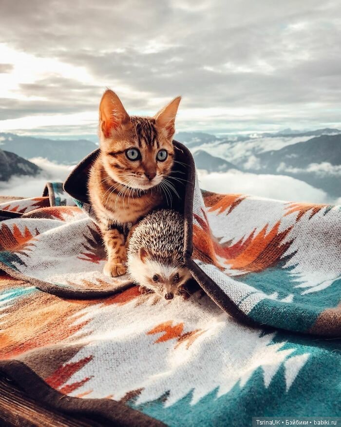 Фотосессия позитивного ежа