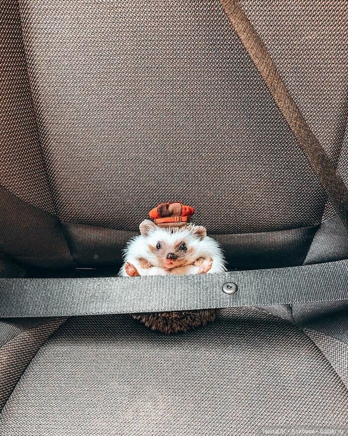 Фотосессия позитивного ежа (фото 2)