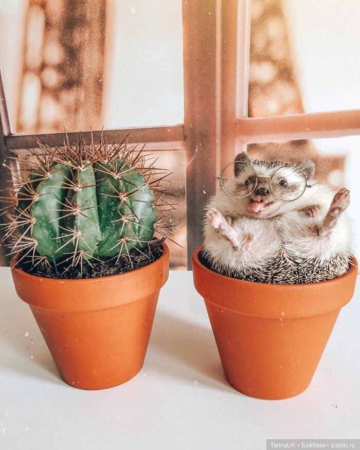 Фотосессия позитивного ежа (фото 9)