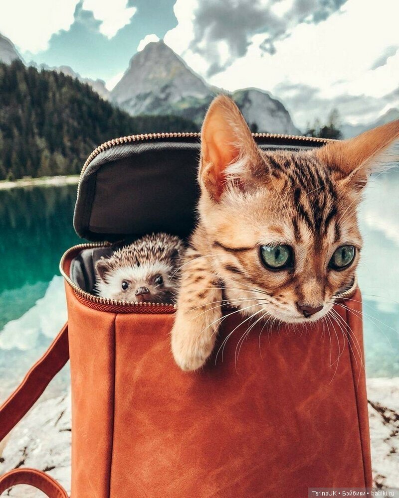 Фотосессия позитивного ежа