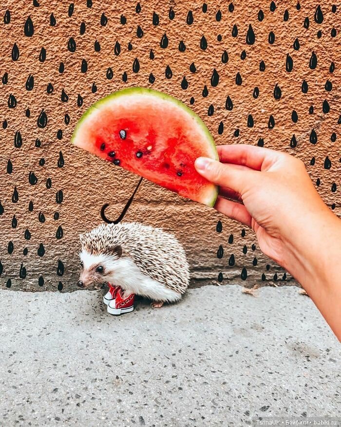 Фотосессия позитивного ежа (фото 7)