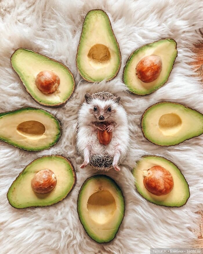 Фотосессия позитивного ежа (фото 8)