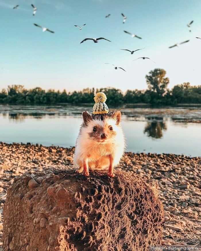 Фотосессия позитивного ежа