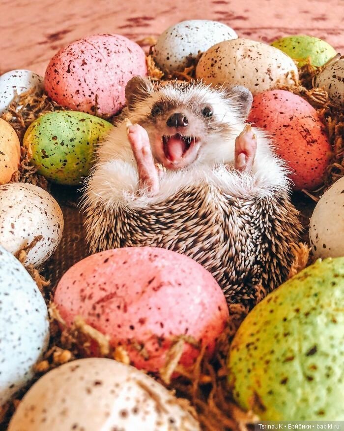 Фотосессия позитивного ежа (фото 6)