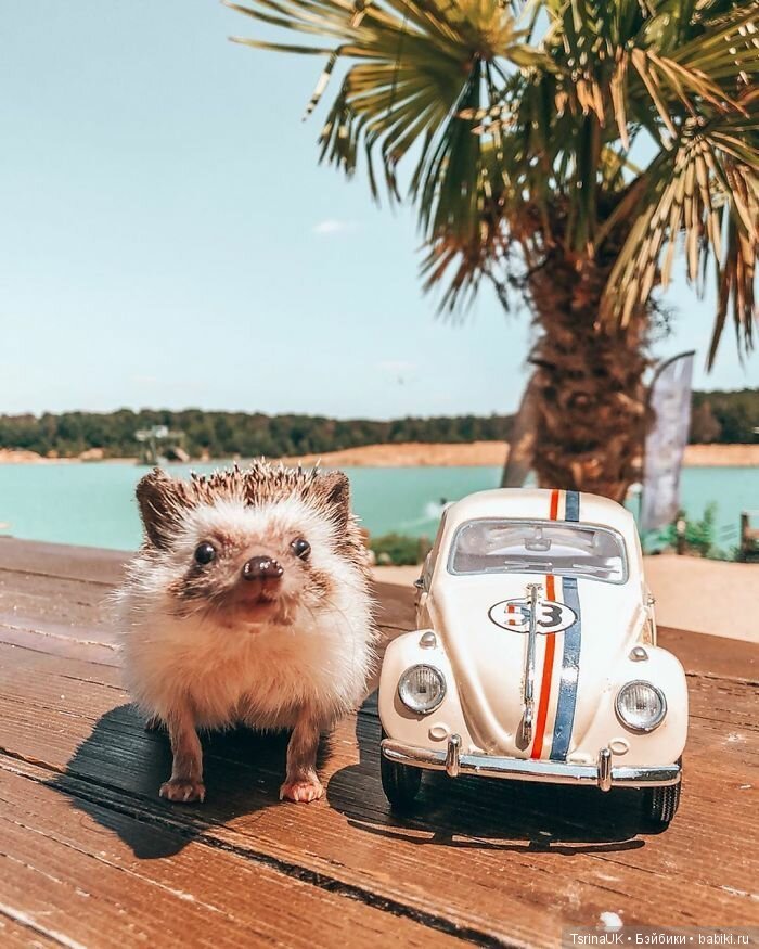 Фотосессия позитивного ежа