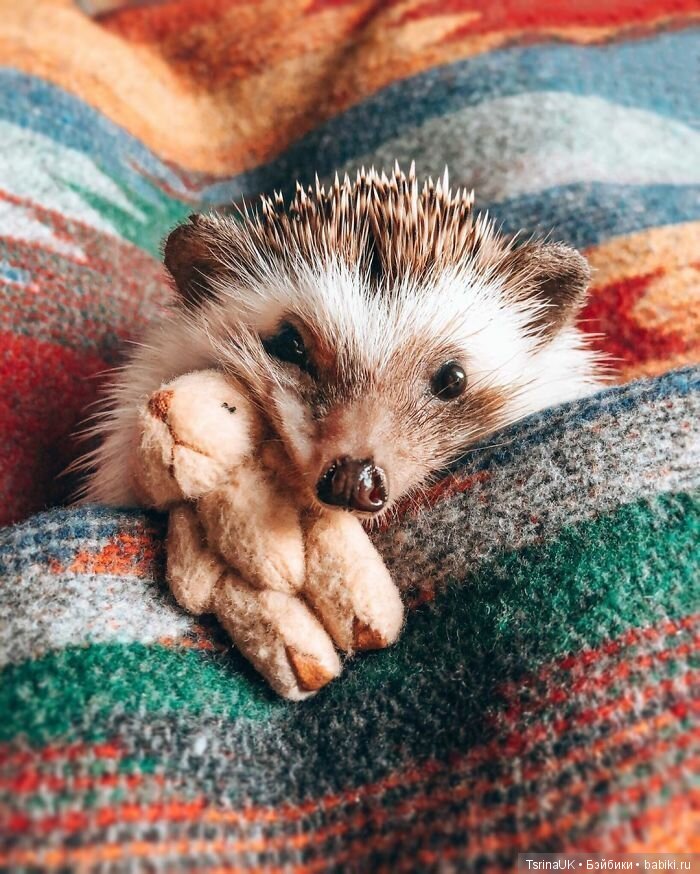 Фотосессия позитивного ежа
