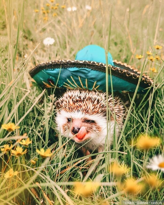 Фотосессия позитивного ежа
