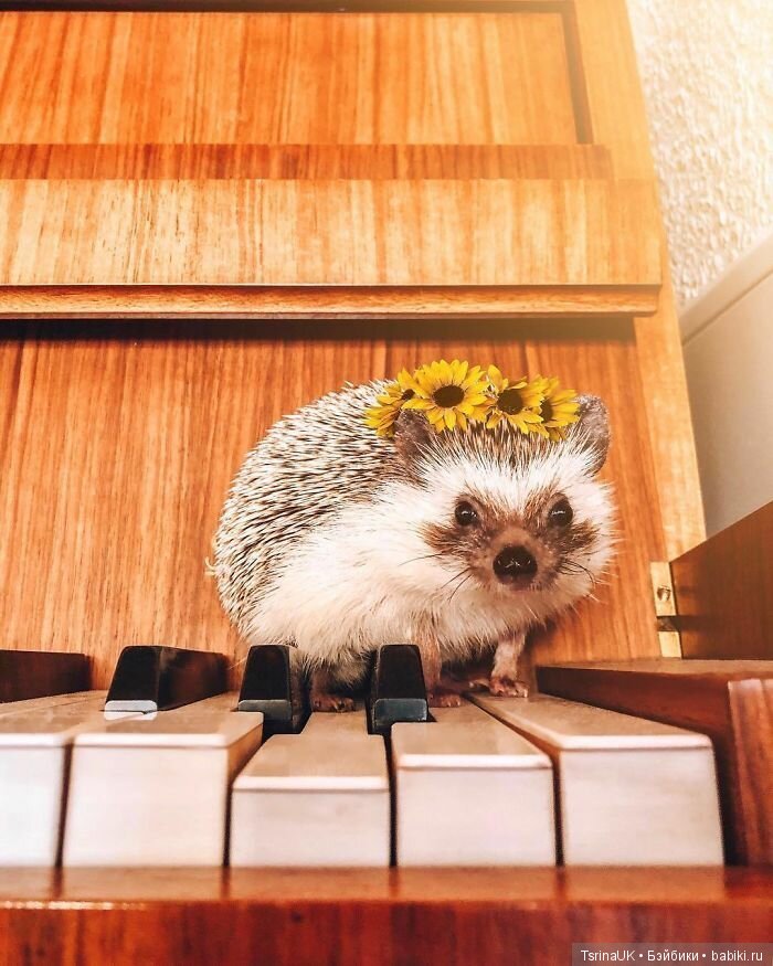 Фотосессия позитивного ежа (фото 4)