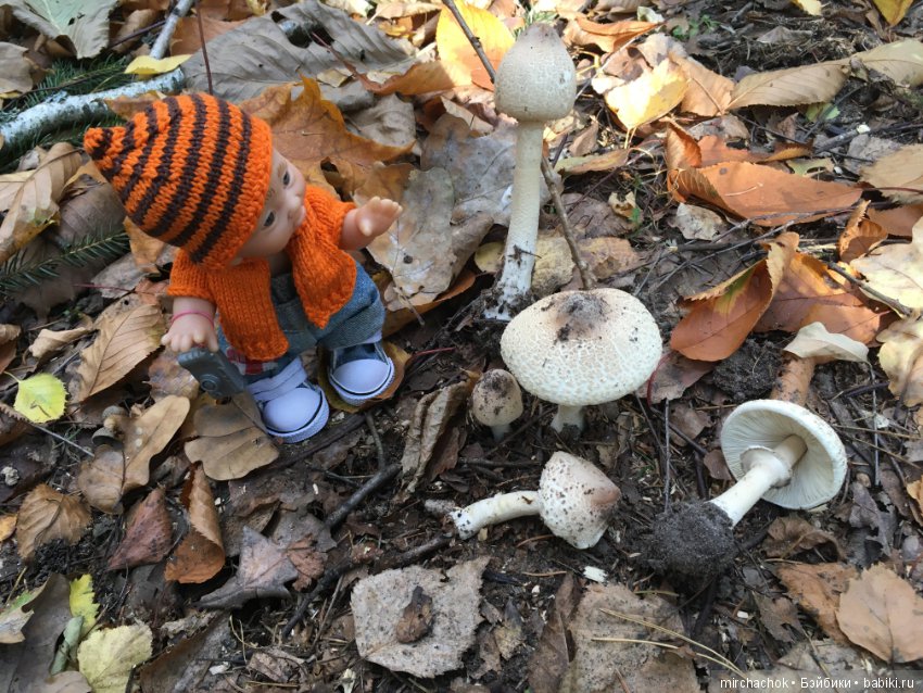 Прогулка по осеннему лесу (фото 10)