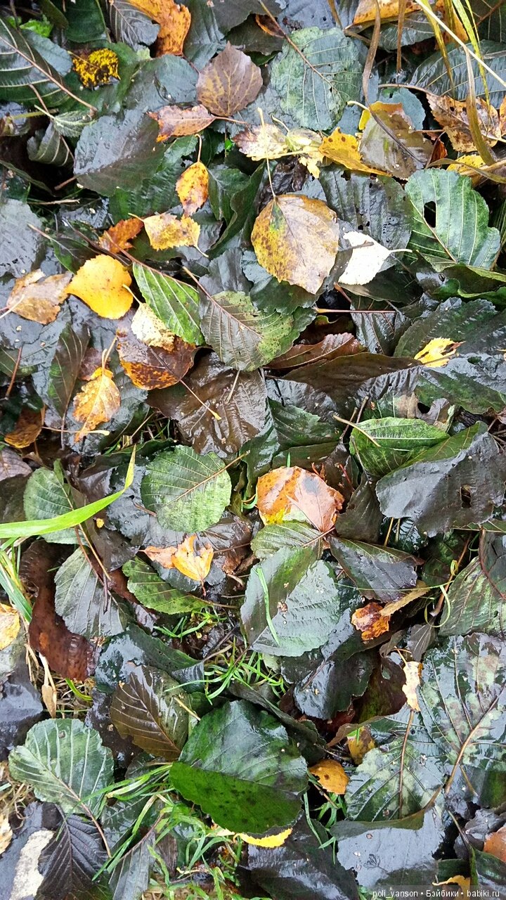 Платья для осени пошли на прогулку (фото 5)