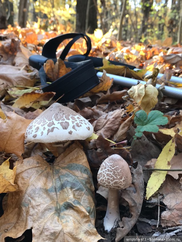 Осенняя прогулка по лесопарку