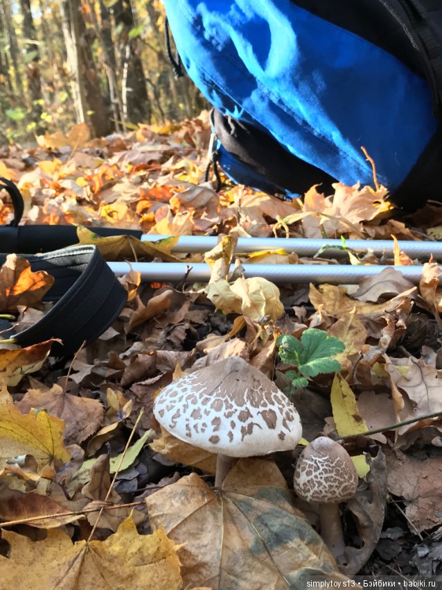 Осенняя прогулка по лесопарку