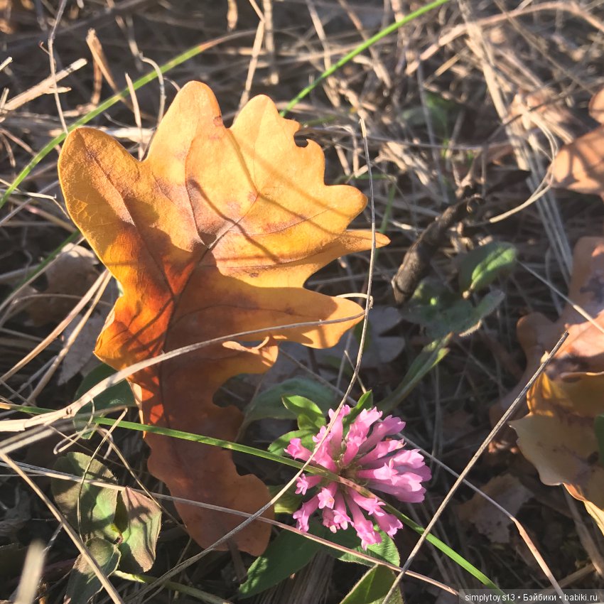 Осенняя прогулка по лесопарку
