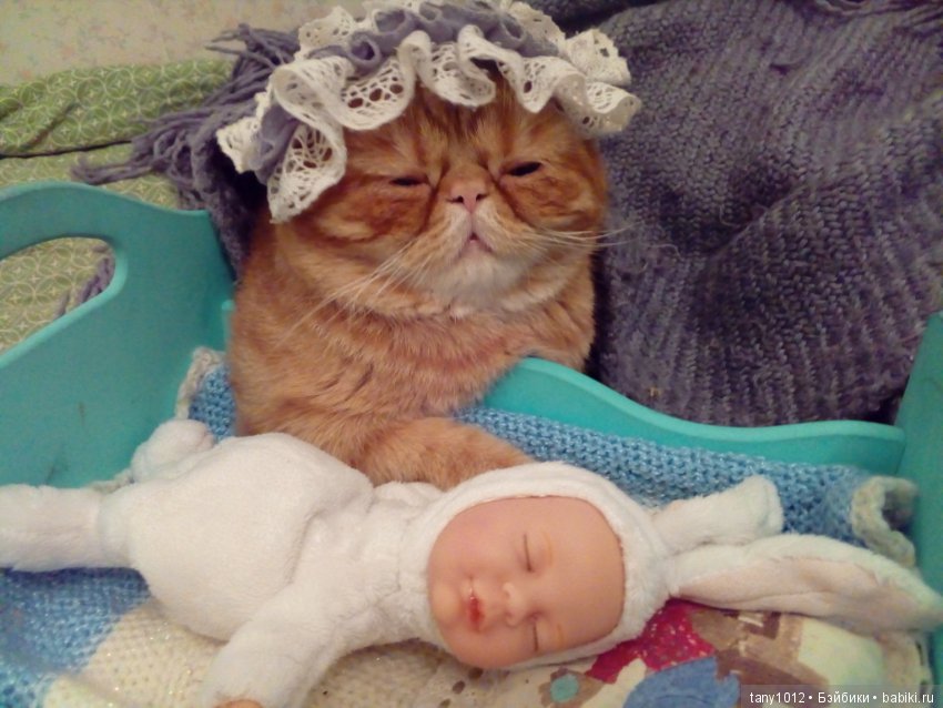 Няня-кошка — В мире животных: смешные фото питомцев и зверей (фото 3)