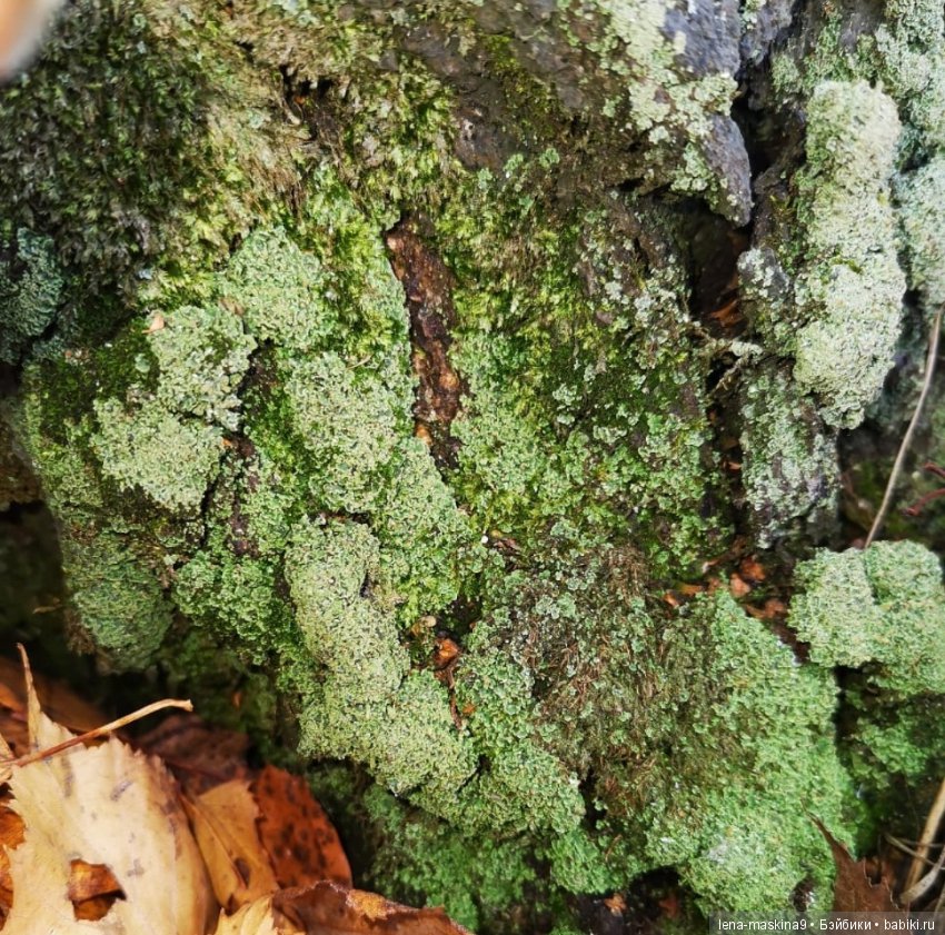 Ноона, неземная девушка — Авторские шарнирные куклы своими руками: лепка