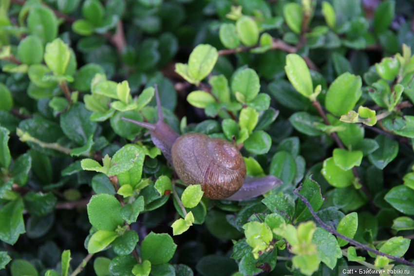 Осеннее путешествие — Куклы Gotz (Готц): Ханна