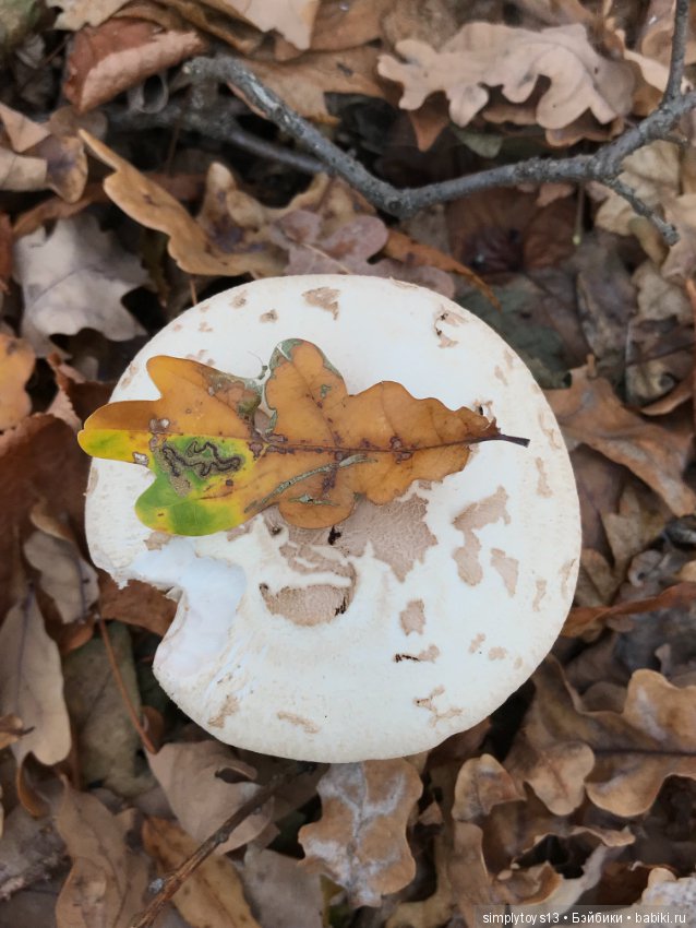 Большая прогулка малюсенькой девочки