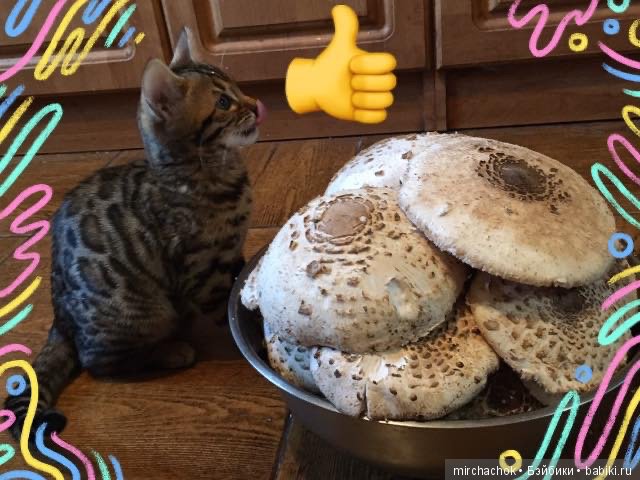 Как Данька за зонтиками ходил