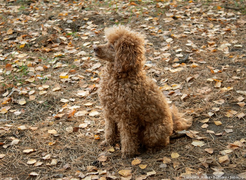 Осеннее настроение — Куклы Iplehouse (Иплхаус): BJD (БЖД) (фото 8)