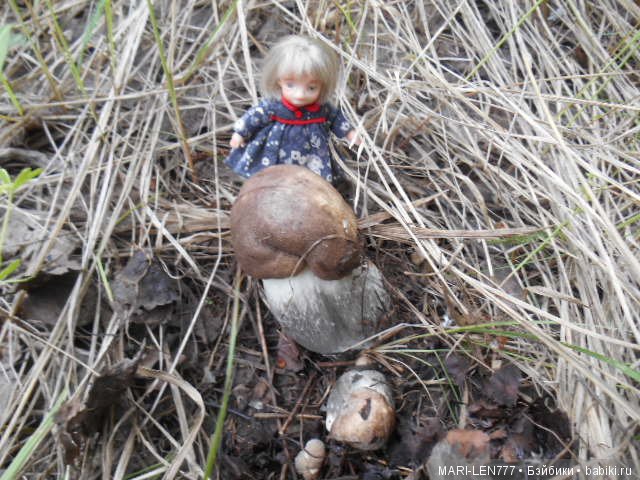 Поход за грибами — Интересное и необычное: фотоподборки (фото 9)