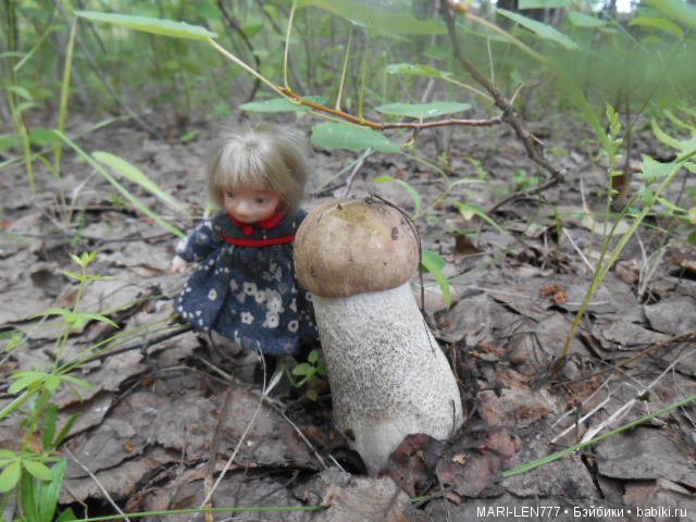 Поход за грибами — Интересное и необычное: фотоподборки