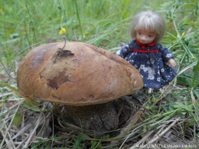 Поход за грибами — Интересное и необычное: фотоподборки