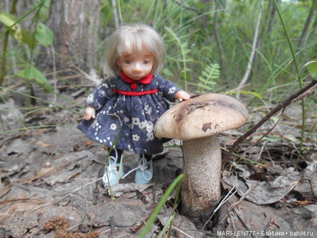 Поход за грибами — Интересное и необычное: фотоподборки (фото 3)