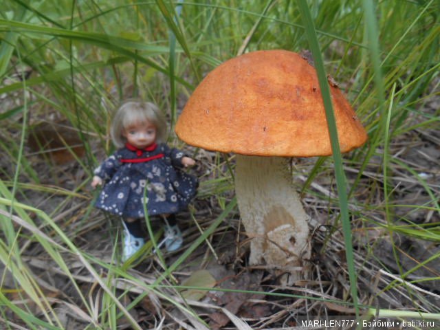 Поход за грибами — Интересное и необычное: фотоподборки