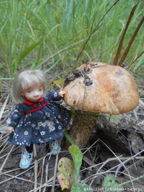 Поход за грибами — Интересное и необычное: фотоподборки