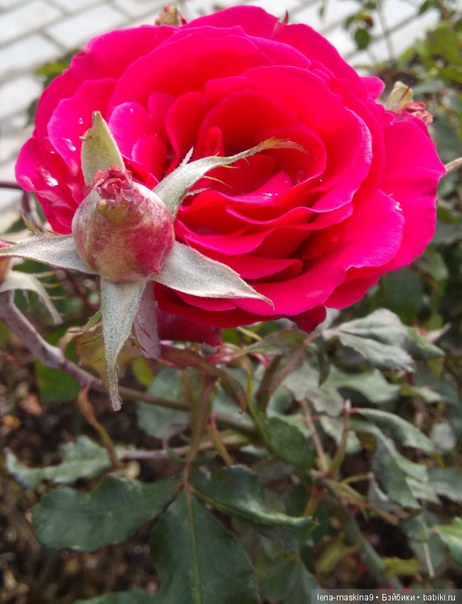 Ёжик и осень — Текстильные игрушки и примитивы: кофейные