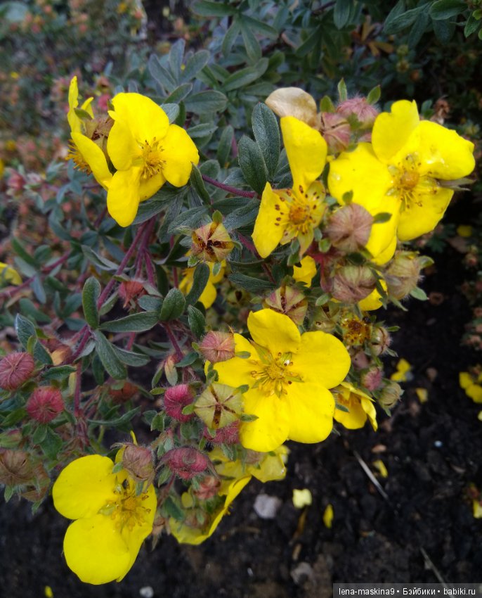 Ёжик и осень — Текстильные игрушки и примитивы: кофейные (фото 2)