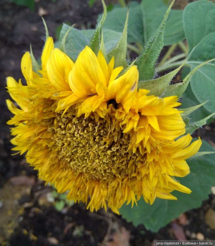 Ёжик и осень — Текстильные игрушки и примитивы: кофейные (фото 3)