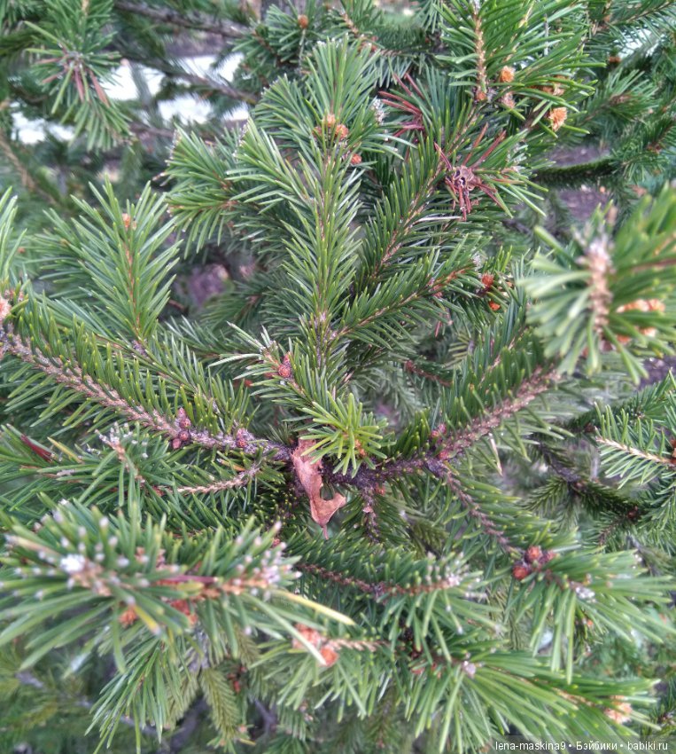 Ёжик и осень — Текстильные игрушки и примитивы: кофейные