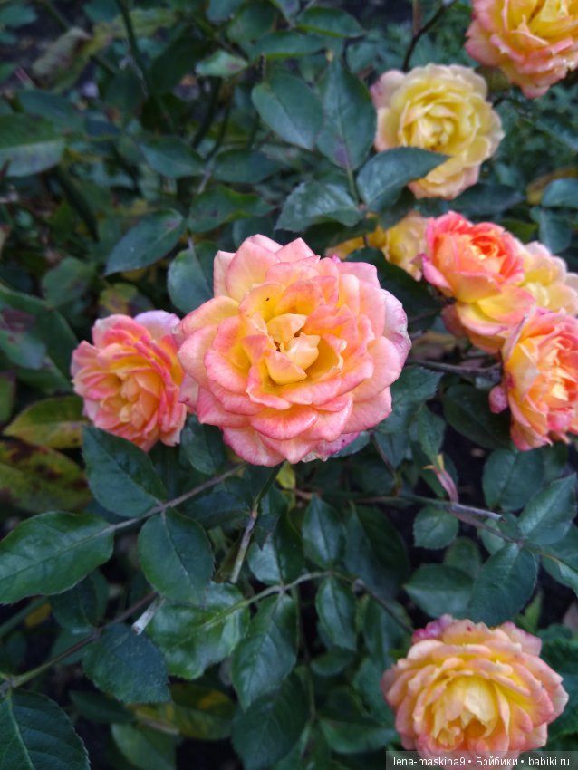 Ёжик и осень — Текстильные игрушки и примитивы: кофейные