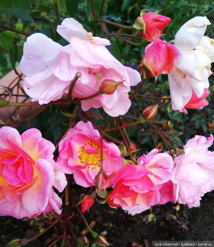 Ёжик и осень — Текстильные игрушки и примитивы: кофейные