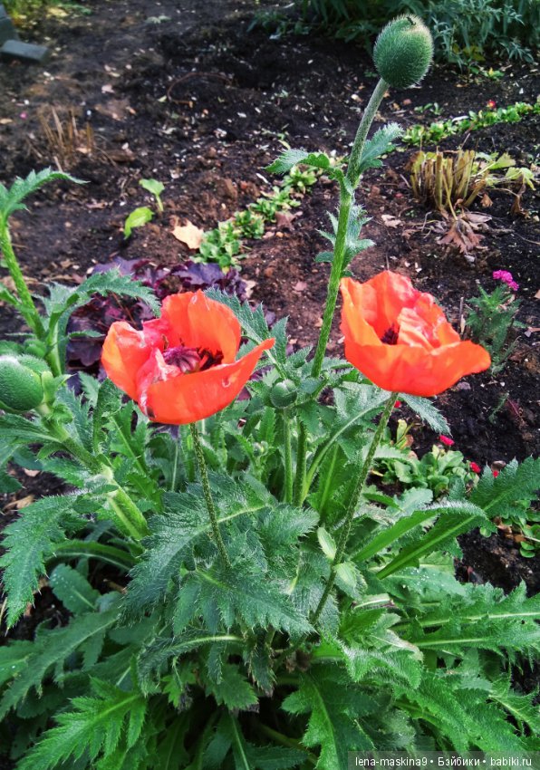 Ёжик и осень — Текстильные игрушки и примитивы: кофейные