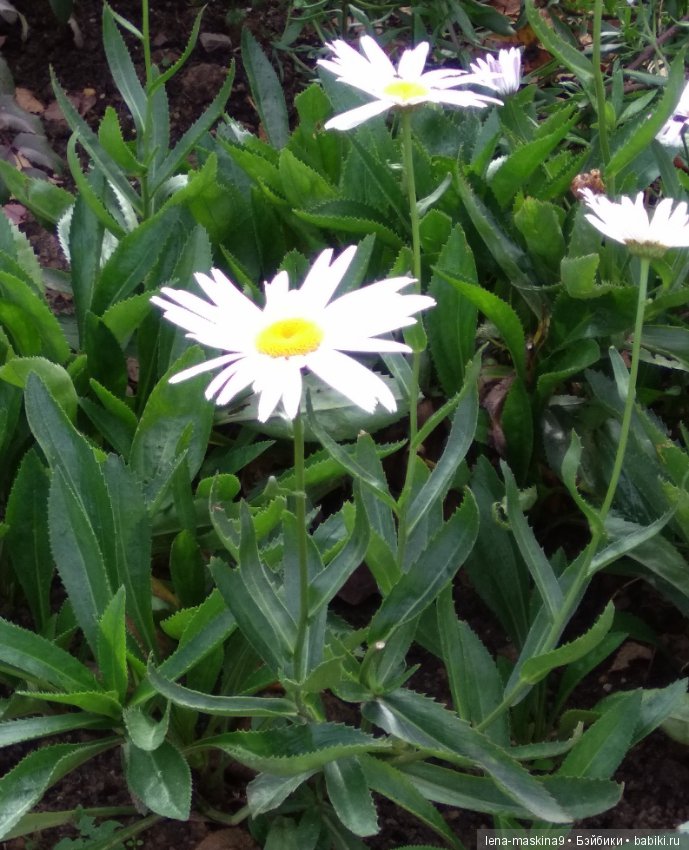 Ёжик и осень — Текстильные игрушки и примитивы: кофейные (фото 9)