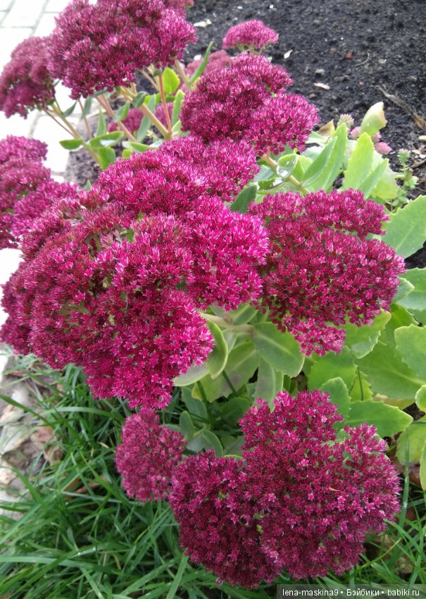 Ёжик и осень — Текстильные игрушки и примитивы: кофейные